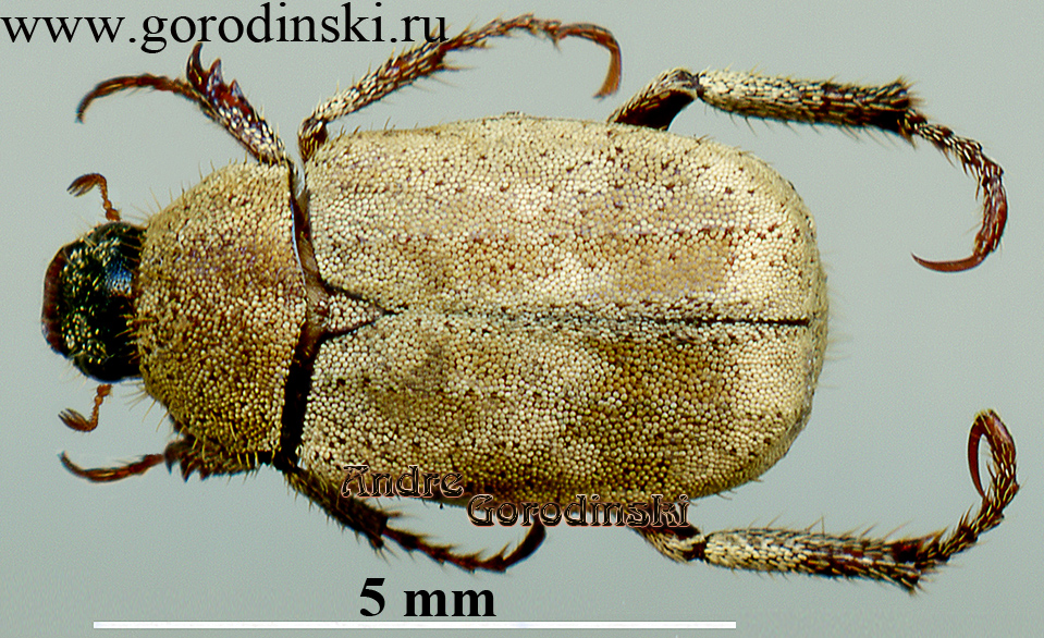 http://www.gorodinski.ru/scarabs/Hoplia griseonebulosa.jpg